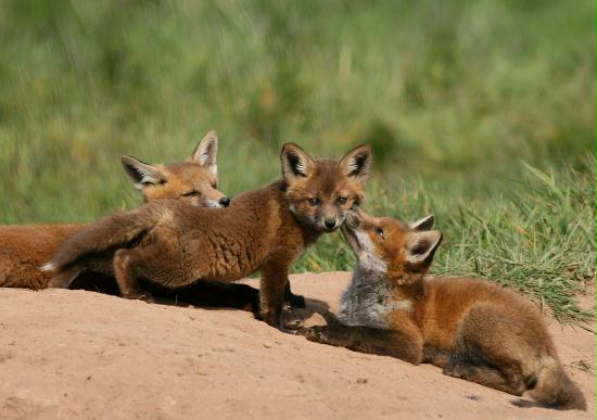 Fox <i>Vulpes vulpes</i>